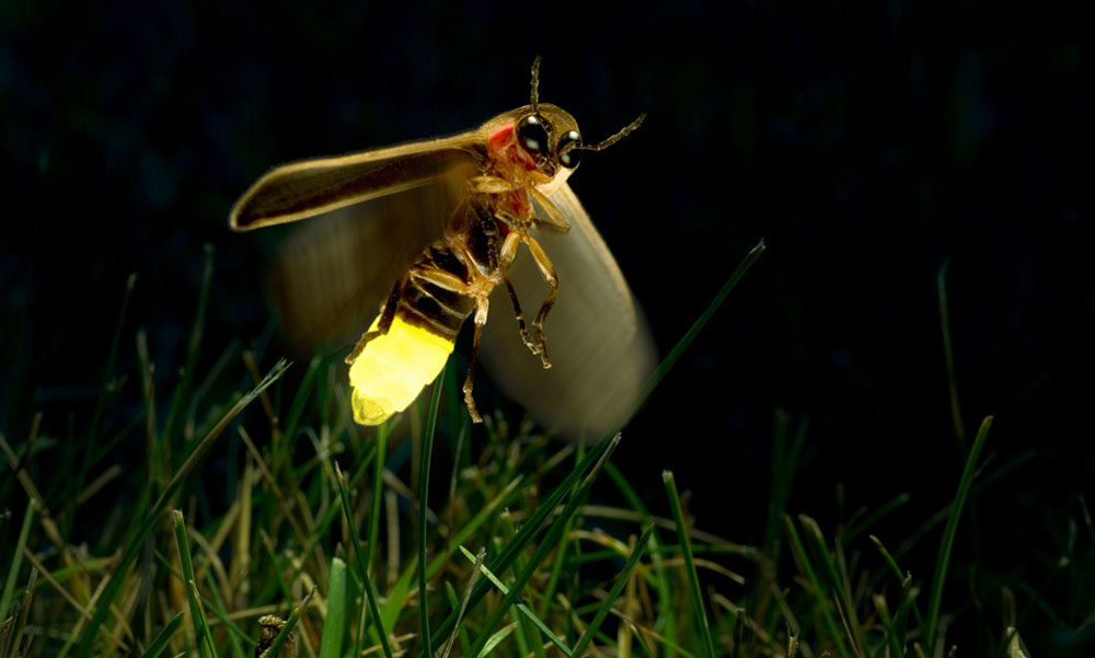 Lucciola in volo